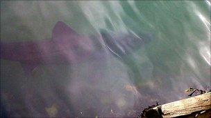 basking shark in portrush harbour