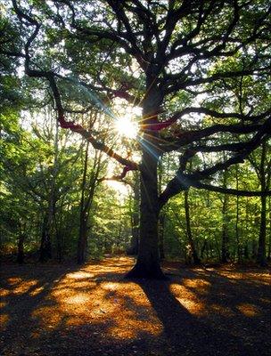 Oak in a woodland (Image: BBC)