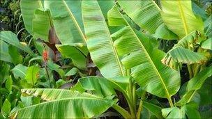 Banana plants