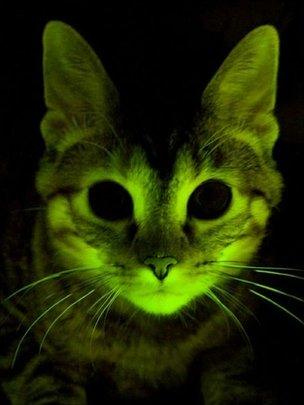 Glowing cat