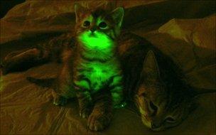 Glowing cats