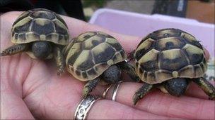 Council closes tortoise sanctuary to the public - BBC News