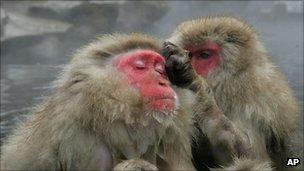 Japanese macaques, AP