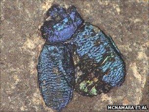 A 40 million-year-old fossil chrysomelid beetle