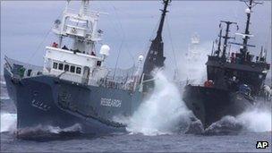 Anti-whaling group Sea Shepherd's ship the Bob Barker( right) and the Japanese whaling ship No. 3 Yushin Maru collide in the waters of Antarctica in Feb 2010