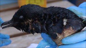 A little blue penguin found at Papamoa Beach, covered in oil on 7 October after the Liberian cargo ship, Rena, hit a reef.