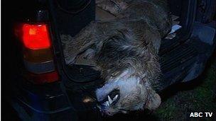 Escaped lion shot dead near Zanesville, Ohio (Pic: ABC TV)