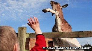 Goat and boy wave at each other. Photo: Thomas Maddick Photography