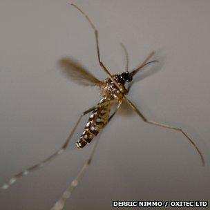 Aedes aegypti flying