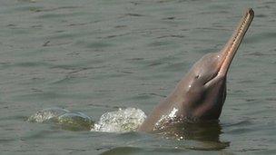 Bangladesh dolphins get Sundarbans sanctuaries - BBC News