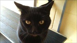 Kizzy, a black cat at the Blue Cross Cambridge shelter