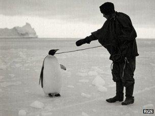 Emperor penguin on rope lead with member of Scott's team - photo from Royal Geographical Society collection