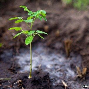 Sapling in parched ground