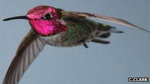 Anna's hummingbird