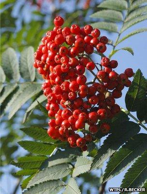 Rowan berries (Image: WTPL/Richard Becker)
