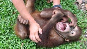 Tickled orangutan (M Davila-Ross)