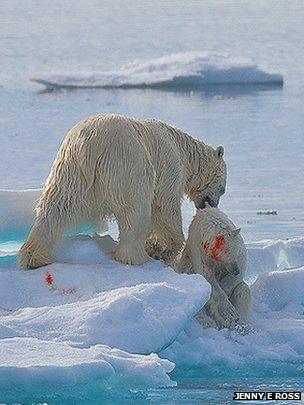 Polar bears (Copyright Jenny E Ross)