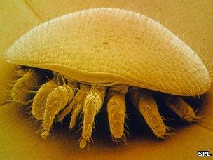 A varroa mite