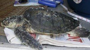 Rare turtles washed up in Ceredigion and Scotland - BBC News