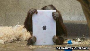 A small orangutan holds an iPad