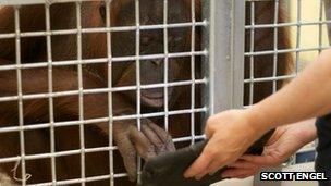 MJ, an orangutan at Milwaukee County Zoo, paints on an iPad app