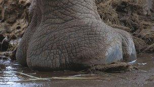 Rhino foot