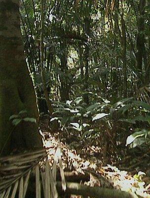 Rainforest (Image: BBC)