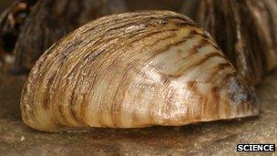 A zebra mussel in close up