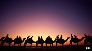 Camels ridden by tourists on beach in northern Australia