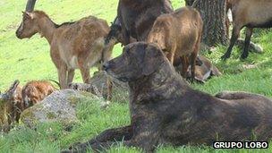 A Cao de Castro Laboreiro guarding dog protects its flock