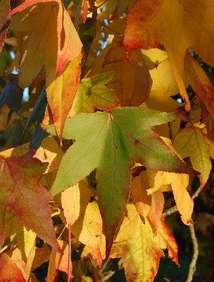 Sweetgum leaves (Image: BBC)