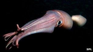 Humboldt squid's impressive dives - BBC News