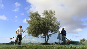 Greek olive farmers planting tree