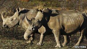 Rhinos in a game park in South Africa