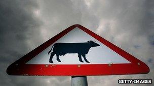 Cow crossing road sign