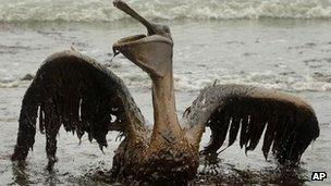 Pelican affected by oil in Loiusiana, June 2010