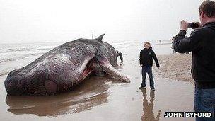 Whale on Skegness beach