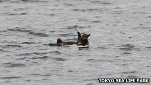 The escaped Humboldt penguin as seen in the Kyu-Edo River, 4 March 2012 (Picture courtesy Tokyo Sea Life Park)