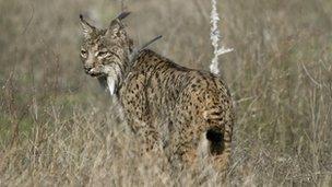 Iberian lynx (Guillermo Lopez)