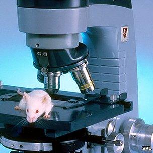 Mouse on a microscope