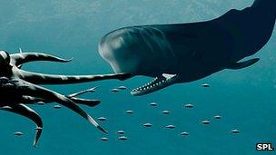 Giant squid eyes are sperm whale defence - BBC News