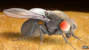 Drosophila SEM