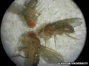 Rosy tubules compared to normal wild type fruit flies