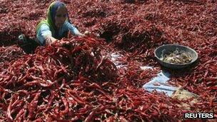 Женщина удаляет стебли красного перца чили на ферме в деревне Шерта на окраине города Ахмедабад, штат Гуджарат, на западе Индии, 15 февраля 2012 г.