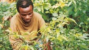 A man picking the iboga plant