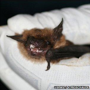 Biologist holding a big brown bat (Image: USFWS/Ann Froschauer)