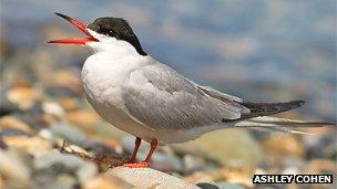 common tern by Ashley Cohen