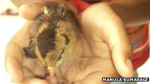 The baby chick, which hatched inside its mother's body (image courtesy Manula Kumarage)