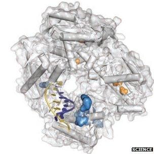 Artwork of Pfu DNA polymerase