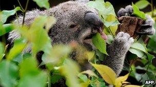 File photo: Koala in Australia